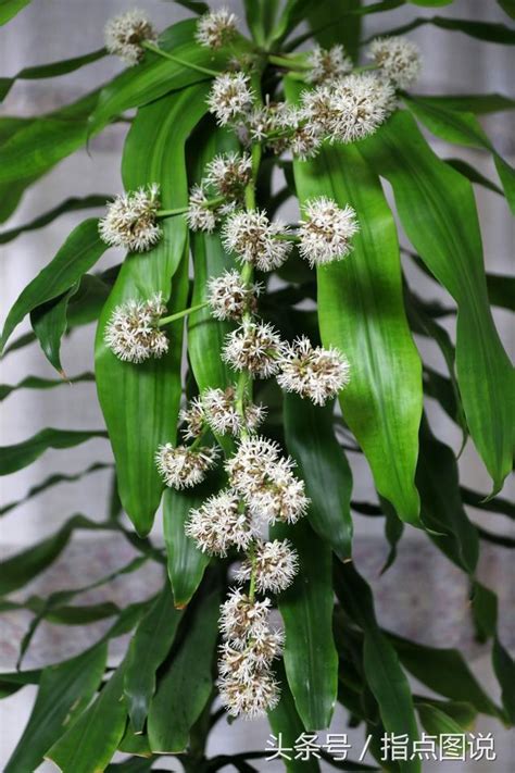 鐵樹開花 意味